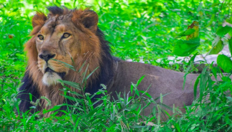 Delhi Zoo