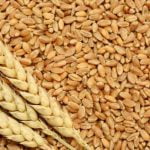 wheat price in delhi