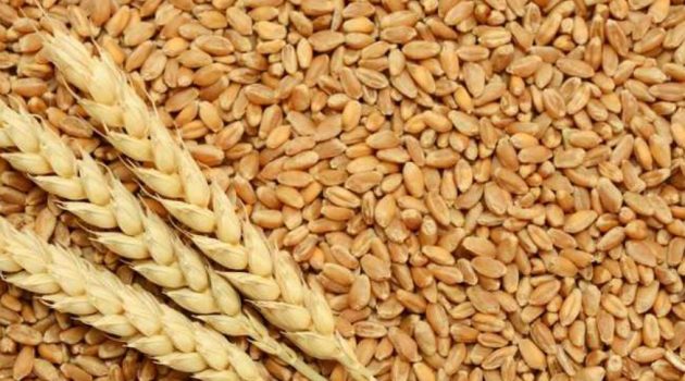 wheat price in delhi