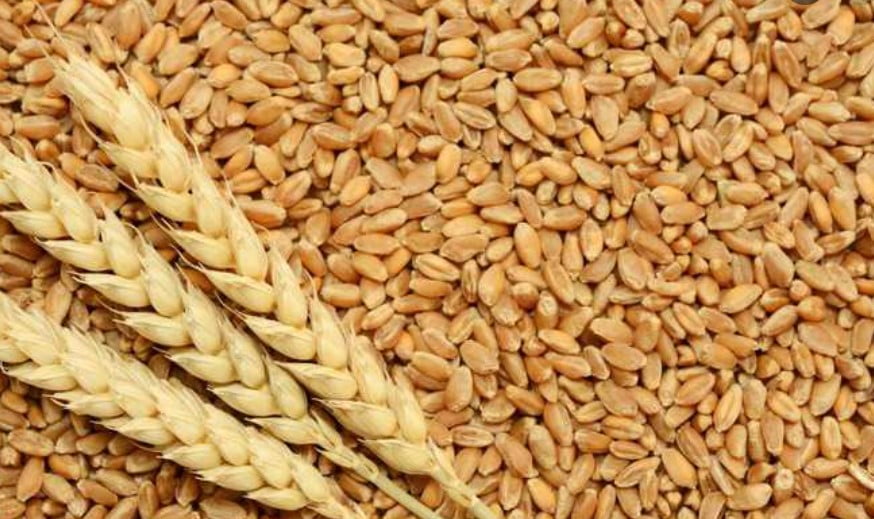 wheat price in delhi