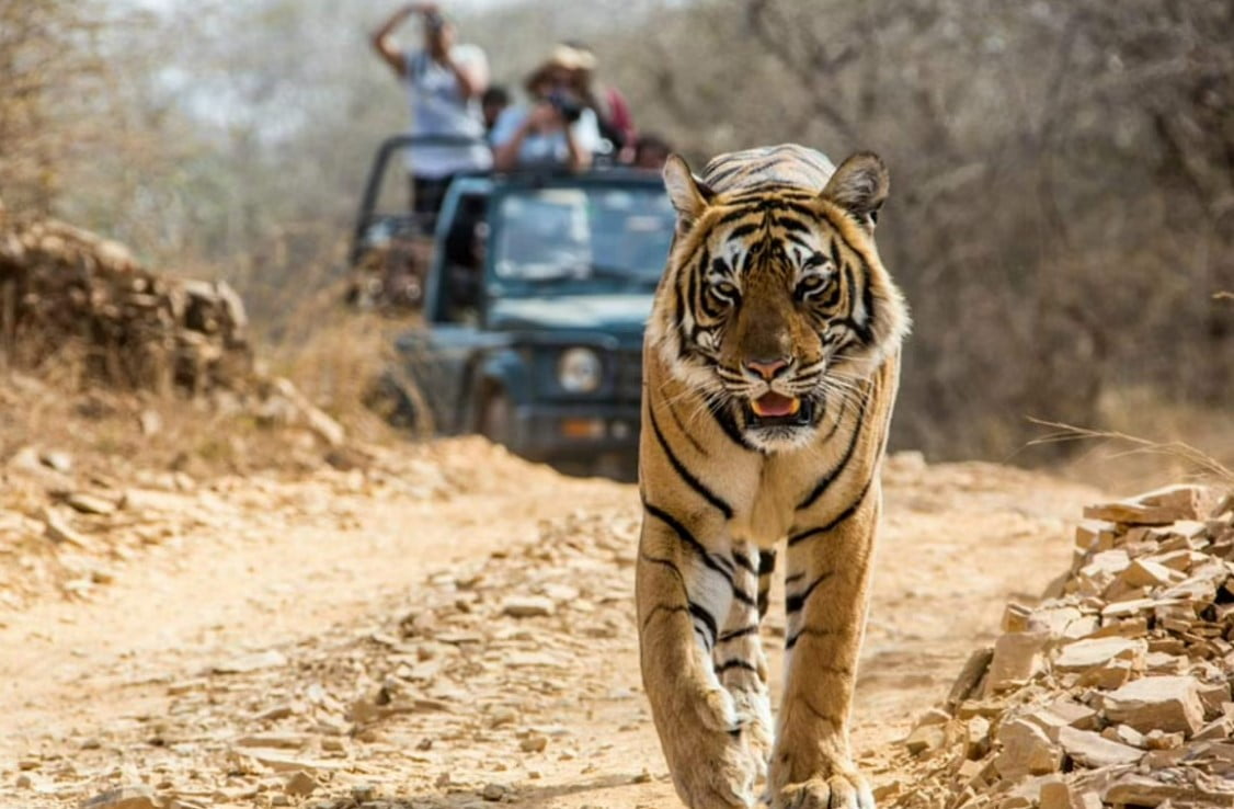 Jim Corbett National Park