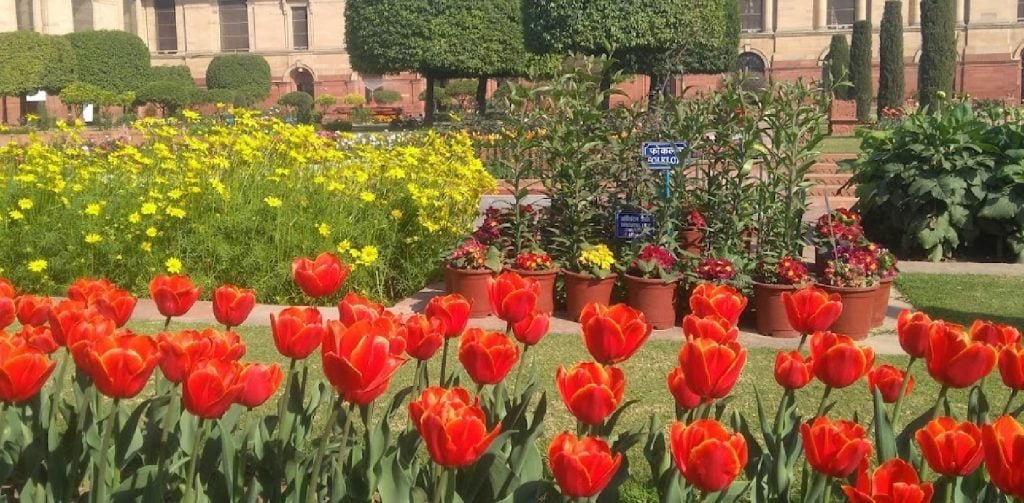 Mughal Garden (Amrit Udyan)