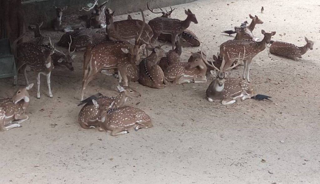 Deer Park Delhi