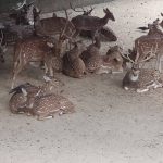 Deer Park Delhi