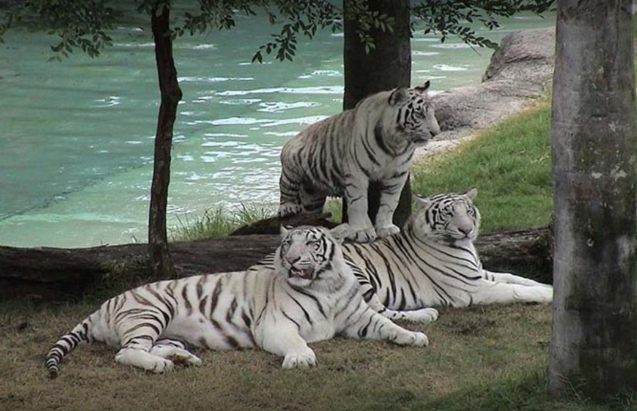 Nandankanan Zoological Park