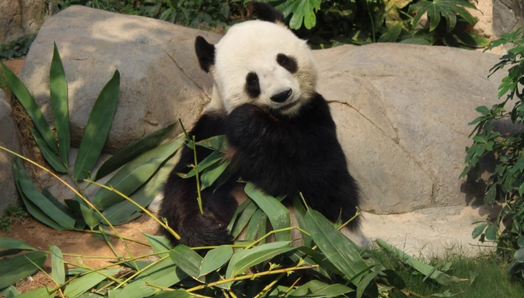 Ocean Park Hong Kong
