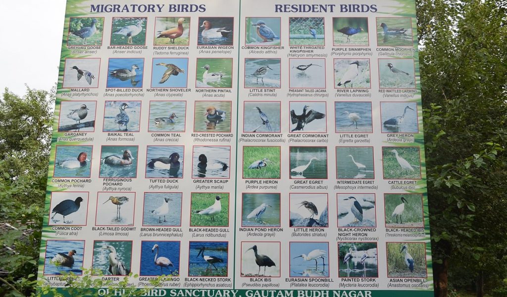 Birds at Okhla Bird Sanctuary