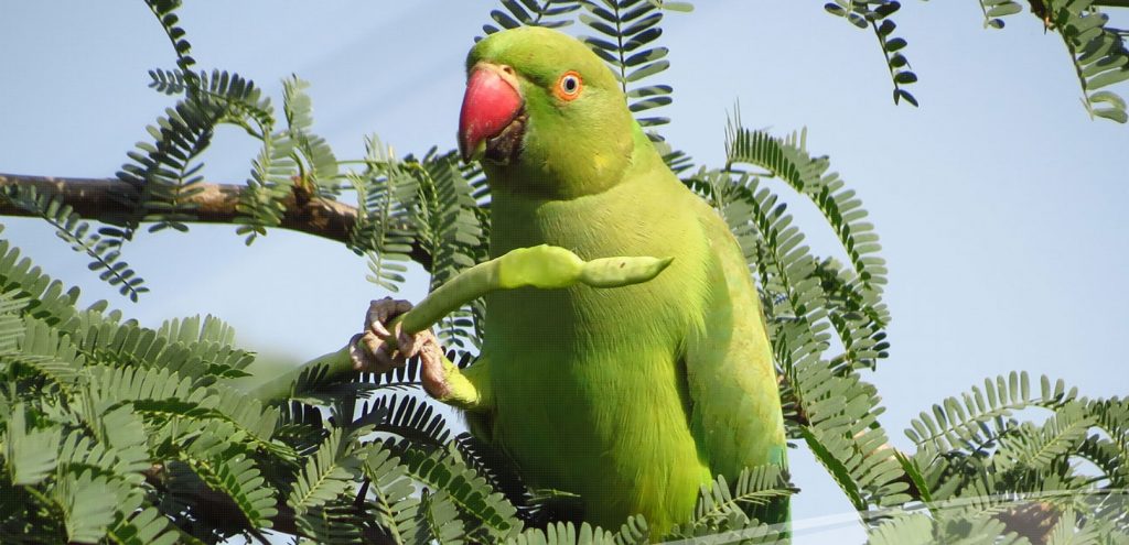 Okhla Bird Sanctuary 