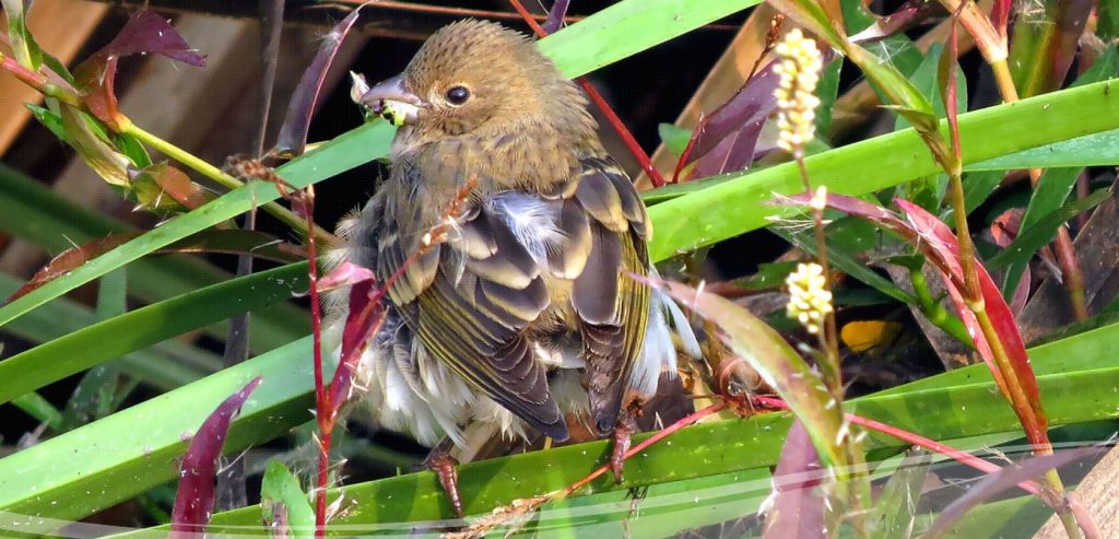 Okhla Bird Sanctuary