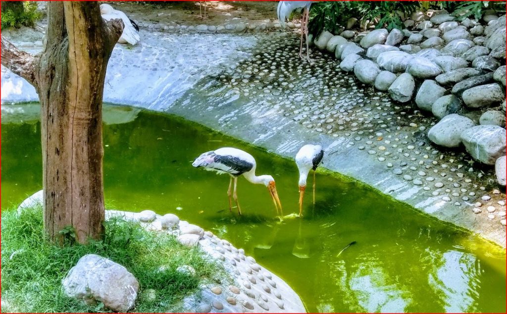 Chhatbir Zoo