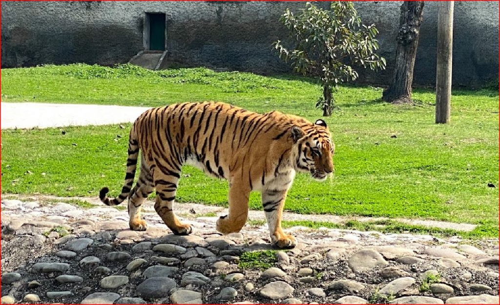 Chhatbir Zoo