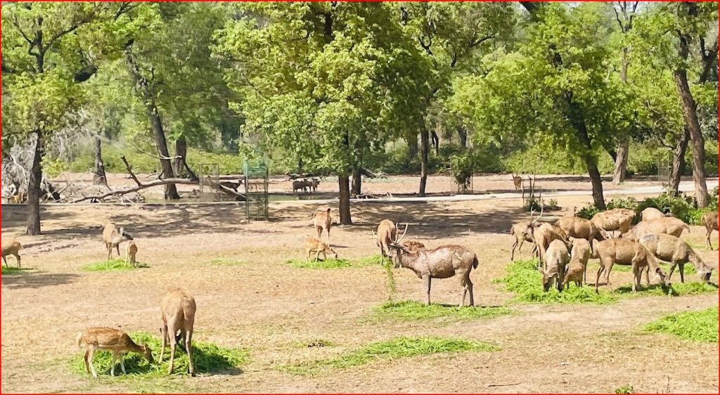 Chhatbir Zoo